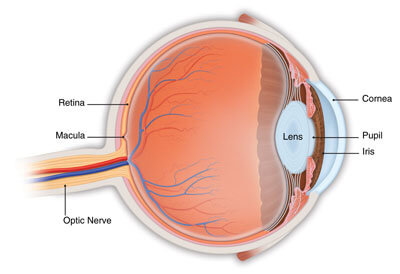 age related macular degeneration