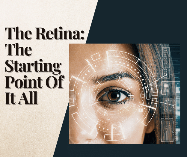 the retina the starting point of everything